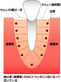 歯は歯根膜と歯槽骨（顎の骨）から支えられています。