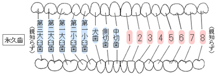 歯のしくみ