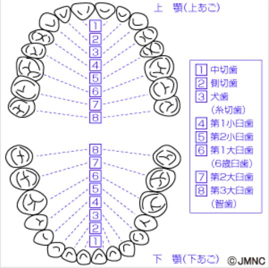 成人の歯列