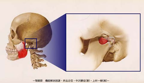 顎関節症の症状と痛みの理由