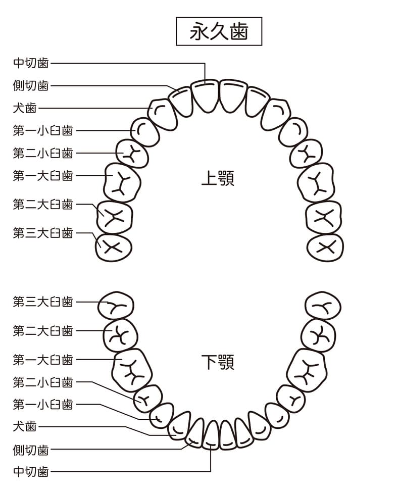 前歯2番 抜歯矯正