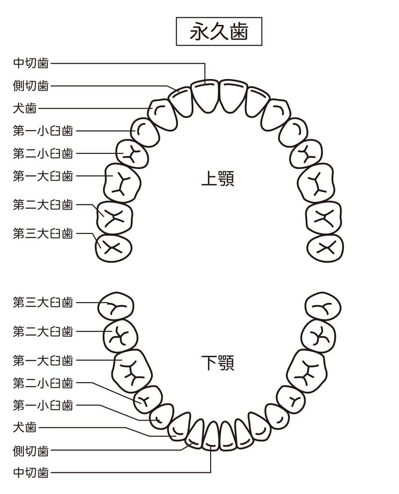 前歯2番　抜歯矯正