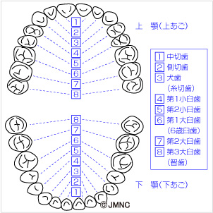 歯並び 不正咬合の無料イラスト素材集 歯科 矯正歯科医院向け