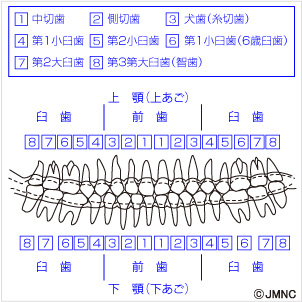 歯並び 不正咬合の無料イラスト素材集 歯科 矯正歯科医院向け 矯正歯科ネット