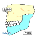 上顎骨と下顎骨