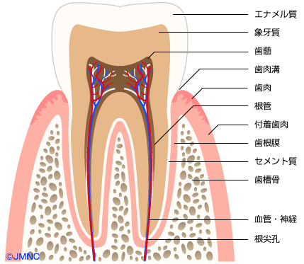 歯並び 不正咬合の無料イラスト素材集 歯科 矯正歯科医院向け 矯正歯科ネット